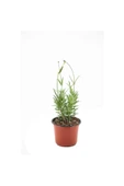 Angustifolia Aromatik Kokulu Lavanta Fidanı 1 Adet 10-20 cm thumbnail 4