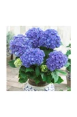 Ortanca Hydrangea Macrophylla Mavi 10- 20 cm thumbnail 1