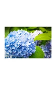 Ortanca Hydrangea Macrophylla Mavi 10- 20 cm thumbnail 3