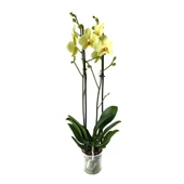 Phalaenopsis 'Alassio' (Sarı Orkide) thumbnail 2