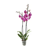 Phalaenopsis 'Budapest' (Fuşya Orkide) thumbnail 2