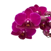 Phalaenopsis 'Morelia' (Fuşya Orkide) thumbnail 1