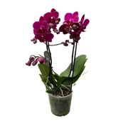Phalaenopsis 'Morelia' (Fuşya Orkide) thumbnail 2