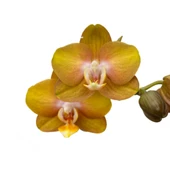 Phalaenopsis 'Las Vegas' (Sarı Orkide) thumbnail 1