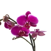 Phalaenopsis 'Pretoria' (Fuşya Orkide) thumbnail 1