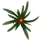 Guzmania Lingulata 'Happyness' (Guzmanya) thumbnail 2