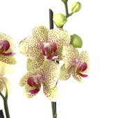 Phalaenopsis 'Pulsation' (Sarı Orkide) thumbnail 1