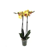 Phalaenopsis 'Miraflore' (Sarı Orkide) thumbnail 2