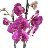 Phalaenopsis 'Budapest' (Fuşya Orkide) thumbnail 1