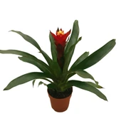 Guzmania Lingulata 'Happyness' (Guzmanya) thumbnail 1