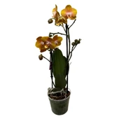 Phalaenopsis 'Las Vegas' (Sarı Orkide) thumbnail 2