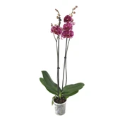 Phalaenopsis 'Jaguar' (Mor Orkide) thumbnail 2