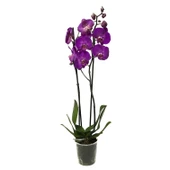 Phalaenopsis 'Paars' (Mor Orkide) thumbnail 2