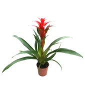 Guzmania Lingulata 'Red' (Guzmanya) thumbnail 1