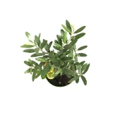 Olea Europaea (Zeytin Fidanı) thumbnail 2