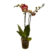 Phalaenopsis 'Spears' (Bordo Orkide) thumbnail 2