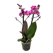Phalaenopsis 'Vienna' (Fuşya Orkide) thumbnail 2