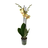Phalaenopsis 'Torino' (Sarı Orkide) thumbnail 2
