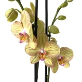 Phalaenopsis 'Torino' (Sarı Orkide) thumbnail 1