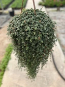 Pilea Glauca thumbnail 3