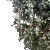 Pilea Glauca thumbnail 2