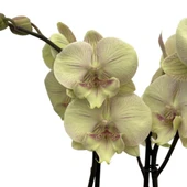 Phalaenopsis 'Turner' (Sarı Orkide) thumbnail 1