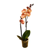 Phalaenopsis 'Suki' (Turuncu Orkide) thumbnail 2