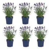 Orkide Moru Lavanta Fidanı 10 Adet 10-20 cm Intermedia thumbnail 1