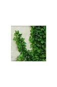 Duvar Sarmaşığı ( Hedera Helix ) Kaya Sarmaşığı Fidanı 10-20 cm thumbnail 3