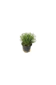 Saksılı Kekik Fidanı Potted Thyme Sapling 10-20 cm thumbnail 2