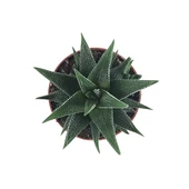 Haworthia Fasciata 'Concolor' (Sukulent) thumbnail 2