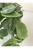 Scindapsus Pictus / Saten Potos Sarmaşığı 10-20 cm thumbnail 2