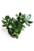 Crassula Ovata - Para Çiçeği Fidanı 10-20 cm thumbnail 4
