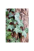 Duvar Sarmaşığı Fidanı ( Hedera Helix ) 10-20 cm thumbnail 1
