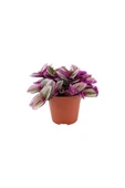 Pembe Telgraf Çiçeği Tradescantia Nanouk 10-20 cm thumbnail 1