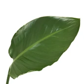 Strelitzia Nicolai (Cennet Kuşu Çiçeği) thumbnail 2