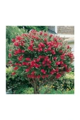 Kırmızı Fırça Çalısı Fidanı 30-60 cm thumbnail 2