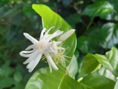 Saksılı Arap Yasemini Fidanı 10-20 cm thumbnail 3