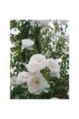 Tüplü Beyaz Sarmaşık Yediveren Gül Fidanı 10-20 cm thumbnail 1