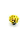 Sarı Kasımpatı Krizantem Chrysanthemum 10-20 cm thumbnail 2