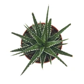 Haworthia Fasciata (Sukulent) thumbnail 2