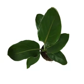 Strelitzia Reginae (Cennet Kuşu Çiçeği) thumbnail 2