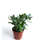 Crassula Ovata - Para Çiçeği Fidanı 10-20 cm thumbnail 1