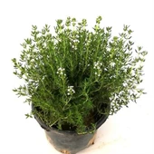 Saksılı Kekik Fidanı Potted Thyme Sapling 10-20 cm thumbnail 1
