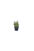 Saksılı Kekik Fidanı Potted Thyme Sapling 10-20 cm thumbnail 3