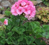 Pink Pembe Sardunya Çiçeği Fidesi 10-20 cm thumbnail 4