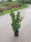 Laurus Nobilis Defne Fidanı 10-20 cm thumbnail 2