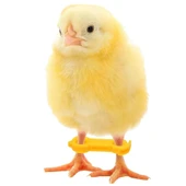 12 Adet Civciv Ayak Düzenleyici Aparat | Yeni Doğan Civcivlerde Ayrık Ayak Düzeltici, Kümes Hayvanı Yürüme Denge Aparatı thumbnail 4