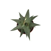 Haworthia Venosa 'Tessellata' (Sukulent) thumbnail 2