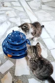 3 Katlı 3 Toplu Kedi Oyuncağı thumbnail 1